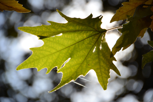 Melbourne Leaf