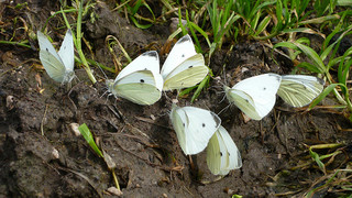 Small White Kleiner Kohlweißling