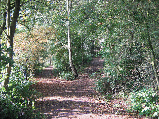 Fork in path in park